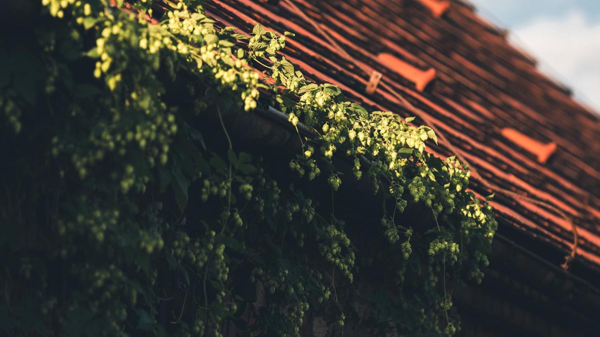 Hotel Dom Piwowara Leśna Exteriér fotografie